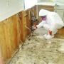 Mold remediation service Chicago
